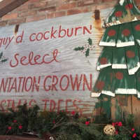 <p>Guy Cockburn&#x27;s old sign holds a pride of place on the Christmas tree farm&#x27;s stone mantlepiece. The Garrison plantation, shuttered for many years, has now been brought back to life.</p>