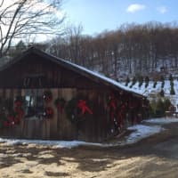 <p>A barn at the Cockburn Family Farm in Garrison is covered with red-ribboned wreaths.</p>