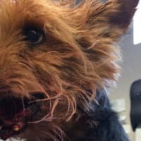 <p>Coco was critically injured by another animal in her home. Oakland-based Ramapo-Bergen Animal Refuge, Inc. is raising money for his care.</p>