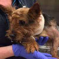 <p>Oakland-based Ramapo-Bergen Animal Refuge, Inc. is rallying to raise funds to save Coco, a critically-injured Yorkie.</p>