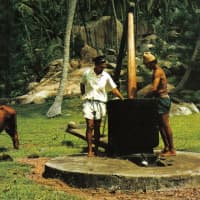 <p>Coconut oil, shown being produced here, has been red-flagged by a Harvard professor.</p>