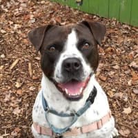 <p>Cookie is an adoptable pointer/pit bull mix.</p>
