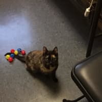 <p>New York State Police are asking for the public&#x27;s help in finding the owner of a cat found at the Cortlandt Train Station.</p>