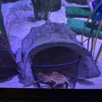 <p>A spider crab sitting in a cave with a football helmet facemask at SEA LIFE Aquarium New Jersey. It will be named after the winning quarterback of Super Bowl LVIII.
  
</p>