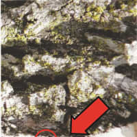 <p>The emerald ash borer leaves D-shaped holes n the bark of the tree, magnified in size in this image. </p>