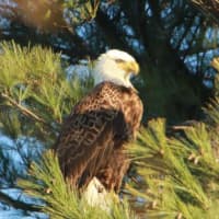 <p>One of the bald eagles keeps an eye on things in the backyard of a Greenwich resident.</p>