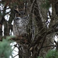 <p>The Great Horned Owl can be found in the park&#x27;s wooded areas.</p>