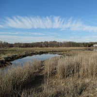 <p>Numerous species of coastal birds call the salt marshes at Sherwood Island State Park home.</p>
