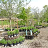 <p>Only local plants are featured at NATIVE Plant Nursery in Fairfield.</p>