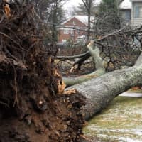 <p>The toppled tree blocked traffic and downed utility lines.</p>