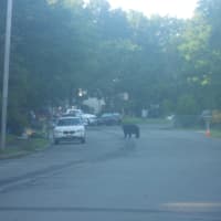 <p>A black bear spotted in Sloatsburg on Aug. 5.</p>