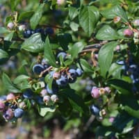 <p>The late season blueberries are plentiful at Jones Family Farms in Shelton.</p>