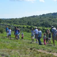 <p>Blueberry lovers take to the fields at Jones Family Farms in Shelton.</p>