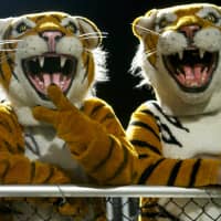 <p>Tuckahoe Tigers cheer the team.</p>