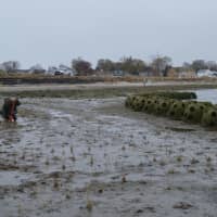 <p>Students and other volunteers helped plant plugs of sea grass to help stop erosion on Stratford Point.</p>