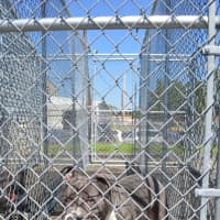 <p>Gulliver awaits his turn for a walk at the Bridgeport Animal Control shelter.</p>