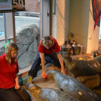 <p>Aquarists feed the seals at the Maritime Aquarium Thursday before one of the seals, Orange, made her Super Bowl prediction.</p>