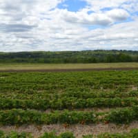<p>The strawberries are juicy and tart at Jones Family Farms, which opened for pick-your-own business Wednesday.</p>