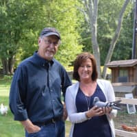 <p>Jack Olsen of New Jersey drove to Fairfield, Conn., Thursday to retrieve &quot;Denise&quot; the pigeon from her namesake, Denise Darnell, who found the prized racing pigeon among her chickens Tuesday.</p>