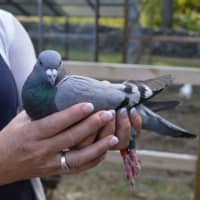 <p>Denise the racing pigeon is ready for her close up in Fairfield.</p>