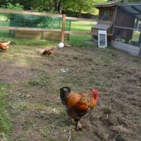 <p>Peter the rooster and some of the chickens at the Darnell home in Fairfield, where Denise the New Jersey racing pigeon popped up Tuesday.</p>