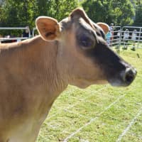 <p>Meet Reflection the cow from Shaggy Coos Farms.</p>