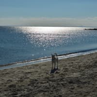 <p>A quiet moment on the beach after the Polar Plunge at Compo.</p>