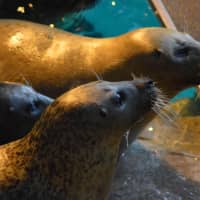 <p>Seals wait for food during their feeding time during the &quot;Noon Year&#x27; celebration at the Maritime Aquarium in Norwalk on Thursday.</p>