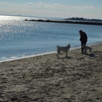 <p>Two dogs and a friend enjoy the beach after the Polar Plunge at Compo on New Year&#x27;s Day.</p>