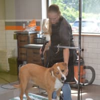 <p>A happy boarder gets an &#x27;exit wash&#x27; before being picked up by his owner at Wag Central.</p>