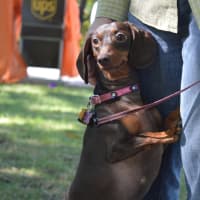 <p>Coco the dachsund is a Pet ResQ pup.</p>