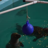 <p>Tillie, a seal at the Maritime Aquarium, reaches for a ball during the &quot;Noon Year&#x27; celebration at the Norwalk attraction on Thursday.</p>