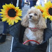 <p>Gracie enjoys a ride in her sunflower stroller.</p>