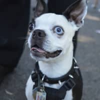 <p>Sammy the Boston terrier was excited to meet some furry friends.</p>