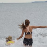 <p>A sizable contingent of swimmers brave the cold and took a plunge into Long Island Sound in Greenwich to celebrate the New Year on Friday afternoon.</p>
