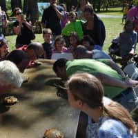 <p>An adult pie-eating contest at the Armonk Fall Festival.</p>