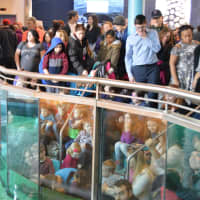 <p>Crowds gather to check out the harbor seals at the Maritime Aquarium.</p>