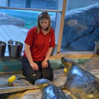 <p>A trainer puts the harbor seals through their paces at the Maritime Aquarium.</p>