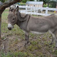 <p>Each donkey at Plasko&#x27;s Farm in Trumbull has a cross on its back.</p>