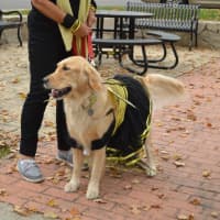 <p>The Newtown-Strong Therapy Dogs — including this one dressed as a bee — are a popular sight at the sixth annual Passport to Sandy Hook event held by the Sandy Hook Organization for Prosperity.</p>