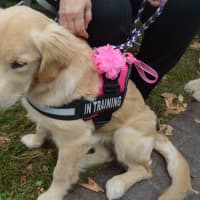 <p>A Newtown-Strong Therapy Dog in training takes in the action at the Passport to Sandy Hook event.</p>