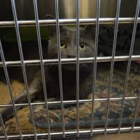 <p>A furry friend awaits their forever home at the Shelton Animal Shelter located at 11 Brewster Lane in Shelton.</p>