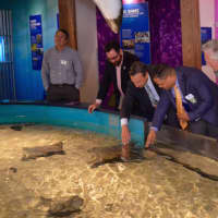 <p>Tom Naiman, Rob Klee, Bob Duff, Brian Davis, Harry Rilling and Susan Whalen pet rays at the Maritime Aquarium in Norwalk</p>
