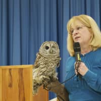 <p>A Horizon Wings expert shows off a barred owl.</p>