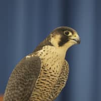 <p>Athena, a Peregrine Falcon, at Sunday&#x27;s event.</p>