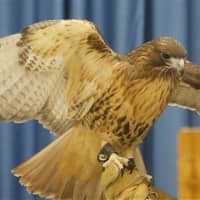 <p>Dakota, a Red Tailed Hawk, at Sunday&#x27;s event.</p>