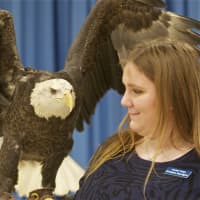 <p>Atka the Bald Eagle spreads his wings at Sunday&#x27;s event at the Trumbull Library.</p>