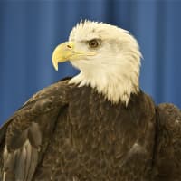 <p>Atka the Bald Eagle at Sunday&#x27;s event.</p>