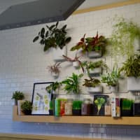 <p>Greenwich-based Green &amp; Tonic will soon open a location in Westport.</p>