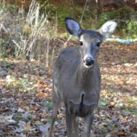 <p>Deer are a common site in the Northern Highlands towns. This one was spotted in Allendale Monday.</p>